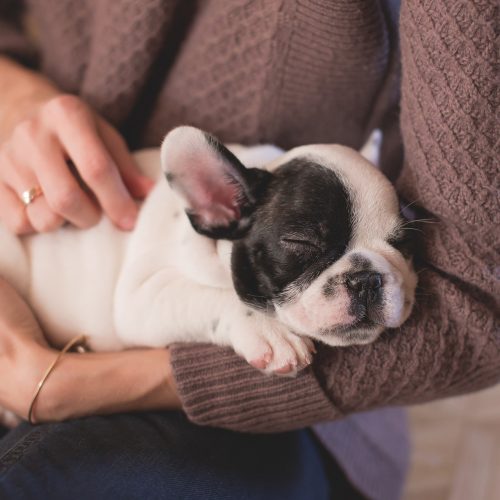 Préparation accueil du chiot ou du chien